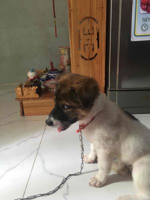 chó lai nhật 2tháng tuổi có màu trắng nâu vàng. Mua bán Chó tại Huyện Hóc Môn Tp Hồ Chí Minh được đăng bởi Hiền