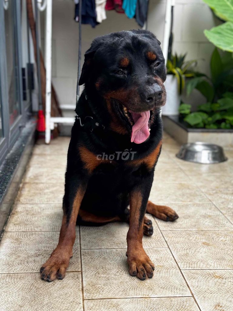 Chó Rottweiler trên 1 tuổi đã huấn luyện. Mua bán Chó tại Thành phố Thủ Đức Tp Hồ Chí Minh được đăng bởi Cas Tuấn Anh hình 2