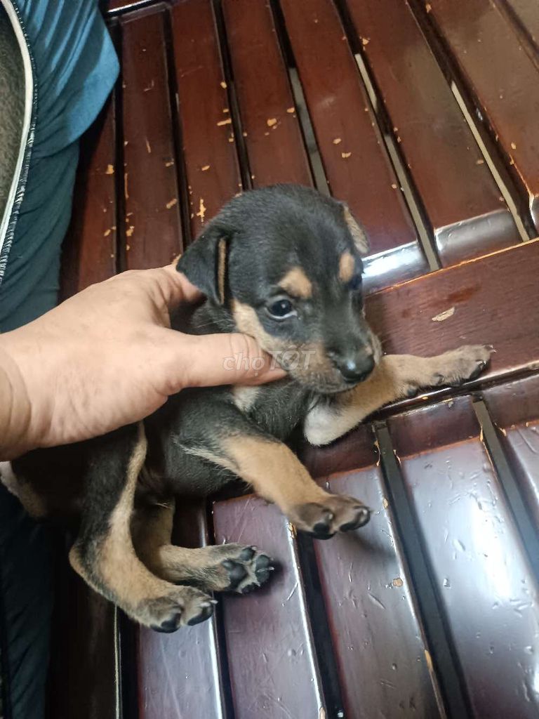 Chó con Đực Đen vàng. Mua bán Chó tại Quận 3 Tp Hồ Chí Minh được đăng bởi Luật  hình 1