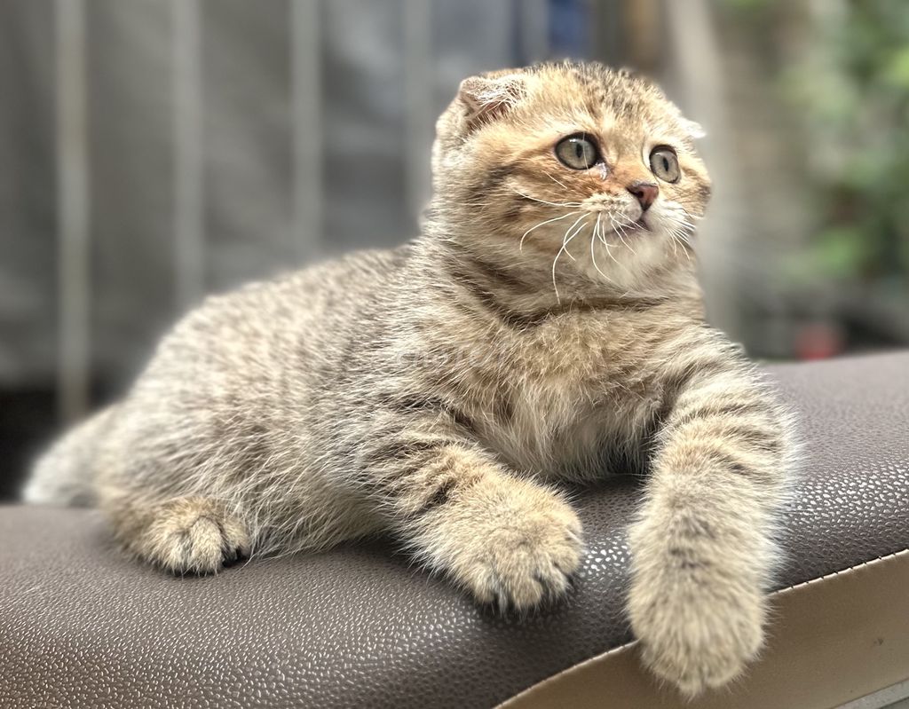 Mèo Golden đực tai cụp