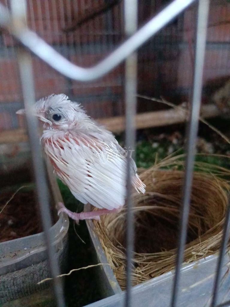 Chim non Trắng Khỏe mạnh. Mua bán Chim tại Huyện Tân Trụ Long An được đăng bởi duy khanh hình 1