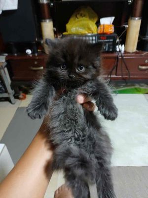 mèo anh cute. Mua bán Mèo tại Quận Gò Vấp Tp Hồ Chí Minh được đăng bởi hanh bupbe bupbe