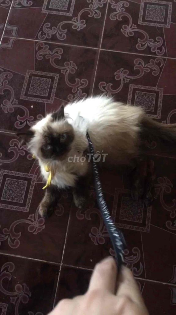 Mèo Aln Xám, mèo xiêm lông dài. Mua bán Mèo tại Huyện Trảng Bom Đồng Nai được đăng bởi Thaohro Nguyen hình 1