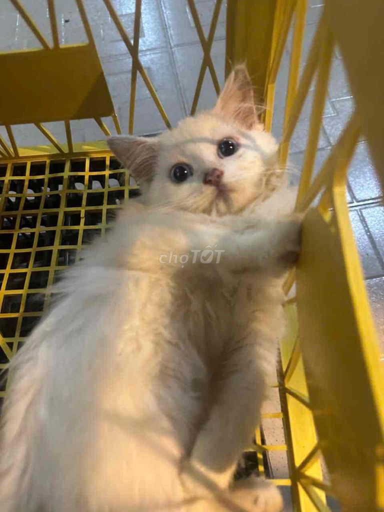 Mèo Anh lông dài cái 3 tháng trắng mắt xanh. Mua bán Mèo tại Quận Gò Vấp Tp Hồ Chí Minh được đăng bởi Bảo Thanh Ngô hình 1