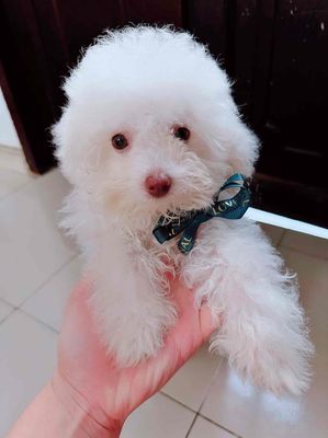 Chó poodle tiny cái trắng mũi hồng 2 Tháng