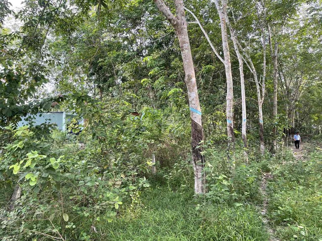 Ngân hàng phát mãi lô đất 1,5368m2 MT Tân Định 26 hẻm ô tô- giá tốt. Mua bán đất tại Huyện Bắc Tân Uyên Bình Dương được đăng bởi Dương Chuyên tài sản Thanh lý Ngân hàng hình 2