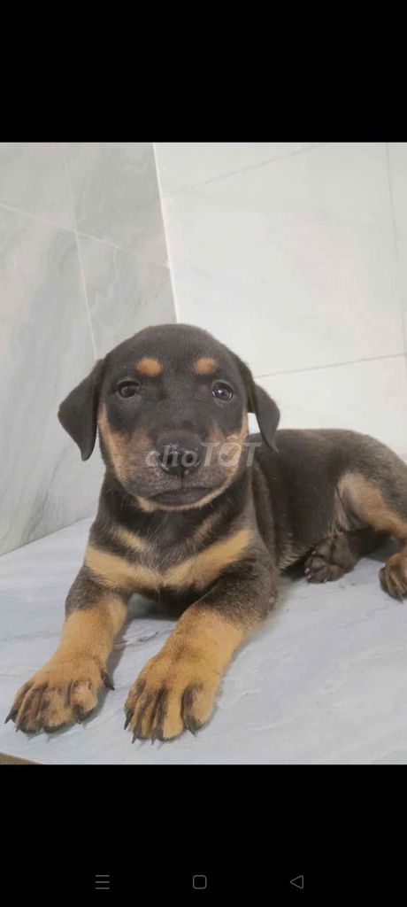 Chó Rottweiler F1 đực 50 đã biết sủa to rất khôn . Mua bán Chó tại Quận 6 Tp Hồ Chí Minh được đăng bởi Tăng Chí Lương  hình 1