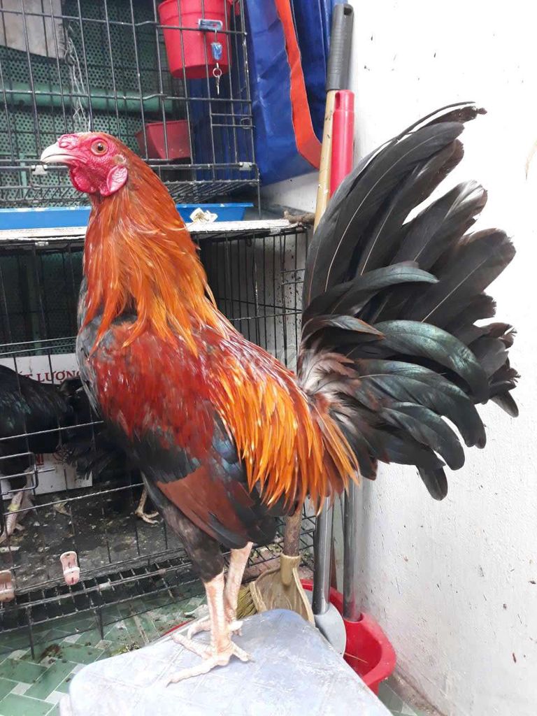 Điều cuban weater 1k5 zin 💯. Mua bán Gà tại Quận 5 Tp Hồ Chí Minh được đăng bởi Minh Ma Cam hình 1