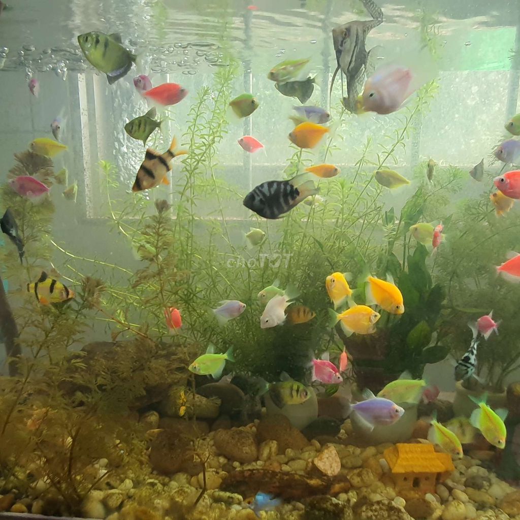 Cá cánh buồm neon nhỏ nhiều màu. Mua bán Thú cưng khác tại Quận Bình Thạnh Tp Hồ Chí Minh được đăng bởi LiRuYu hình 1