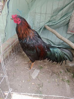 Que trích. Mua bán Gà tại Huyện Thới Bình Cà Mau được đăng bởi Tuấn Kiệt