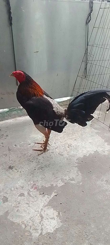 Gà chọi An Giang Đen, đỏ, xám 1.240kg. Mua bán Gà tại Quận 3 Tp Hồ Chí Minh được đăng bởi Phạm Cúc hình 1