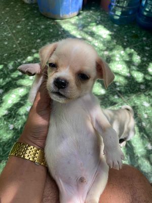 pug lai chó cỏ. Mua bán Chó tại Thành phố Mỹ Tho Tiền Giang được đăng bởi nhật nam