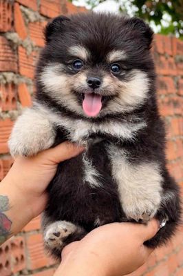 Chó Phốc Sóc con nhiều màu tim ngừa đầy đủ