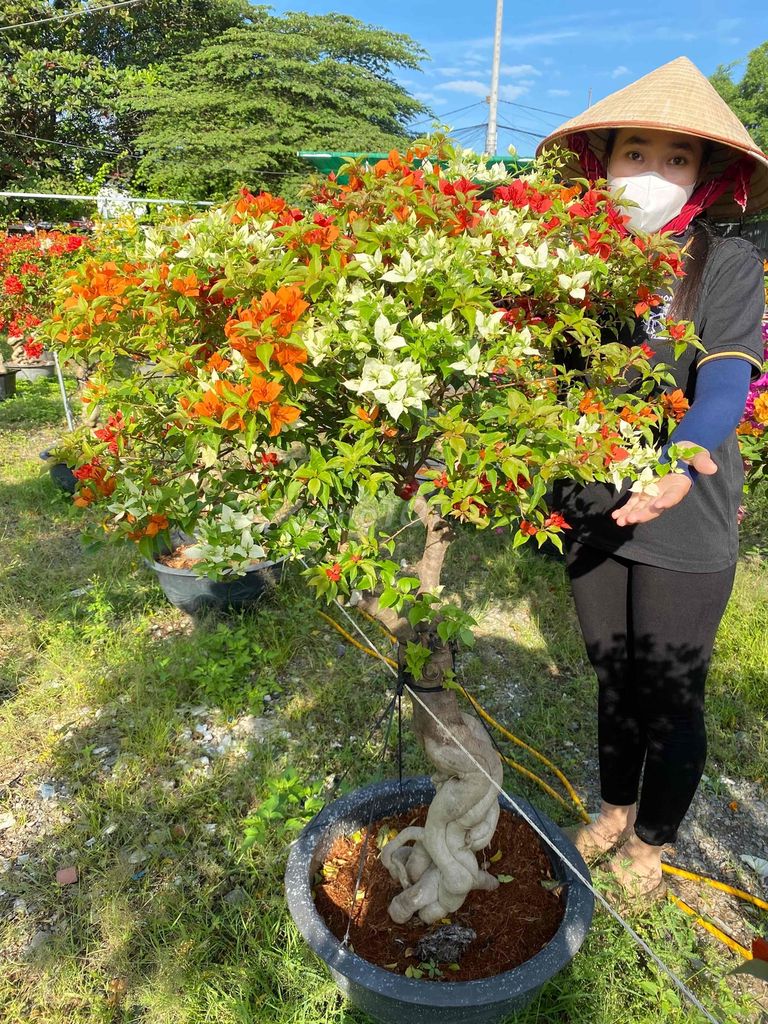 Hoa Giấy Đủ Loại Trưng Tết Ất Tỵ