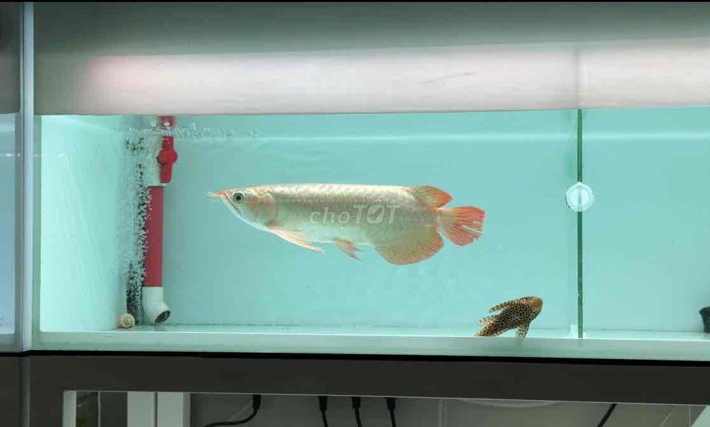 Cá Rồng Huyết Long Đỏ 30cm. Mua bán Thú cưng khác tại Quận Bình Tân Tp Hồ Chí Minh được đăng bởi Thanh Phát hình 1