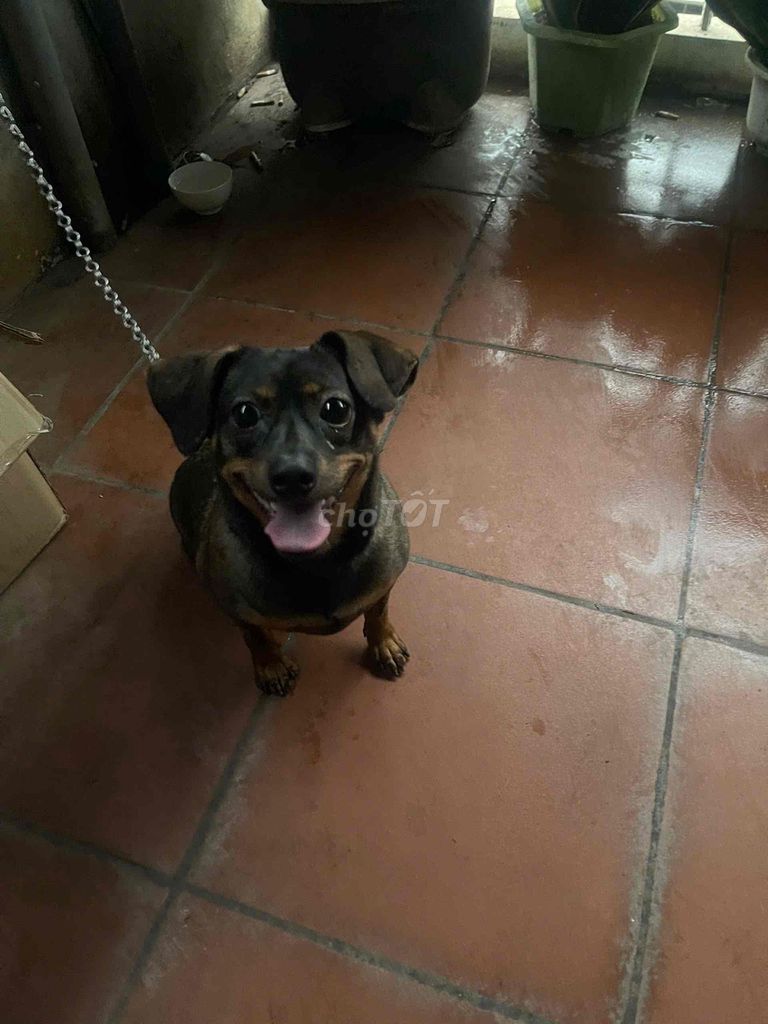 Chó Lạp xưởng đực màu Nâu đen. Mua bán Chó tại Quận Ba Đình Hà Nội được đăng bởi Bảy Trần hình 1