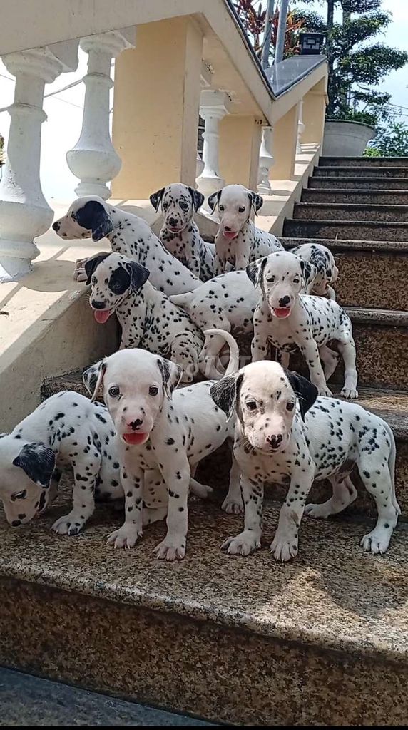 1CHỤC CHÓ ĐỐM CON 2 THÁNG TUỔI. Mua bán Chó tại Huyện Củ Chi Tp Hồ Chí Minh được đăng bởi Nguyễn Huy hình 1