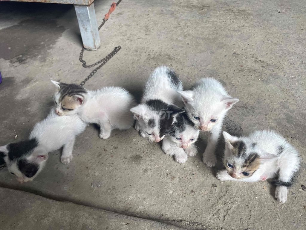 6 bé bò sữa cần tìm nhà mới. Mua bán Mèo tại Quận Hoàn Kiếm Hà Nội được đăng bởi nguyễn hằng hình 1