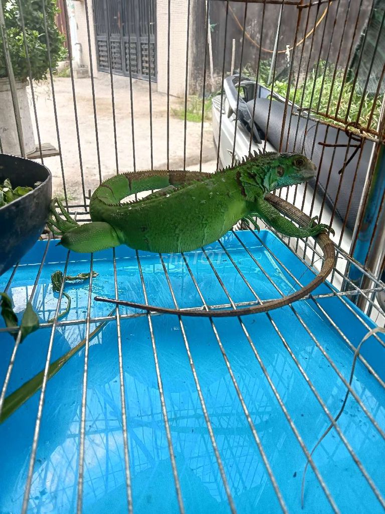 xanh 3 ngón tay . Mua bán Thú cưng khác tại Huyện Bình Chánh Tp Hồ Chí Minh được đăng bởi Farm Mini  hình 1