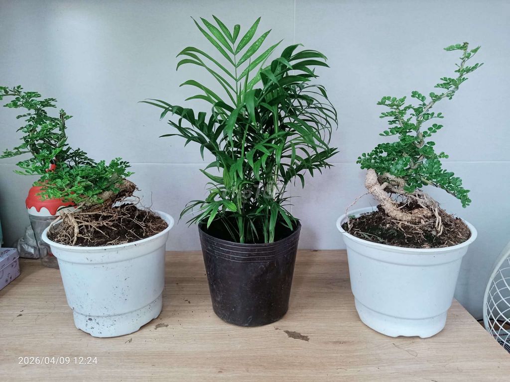 Cây cảnh Bonsai cần thăng. Mua bán Cây cảnh, đồ trang trí tại Quận Gò Vấp Tp Hồ Chí Minh được đăng bởi Loc Nguyen hình 1