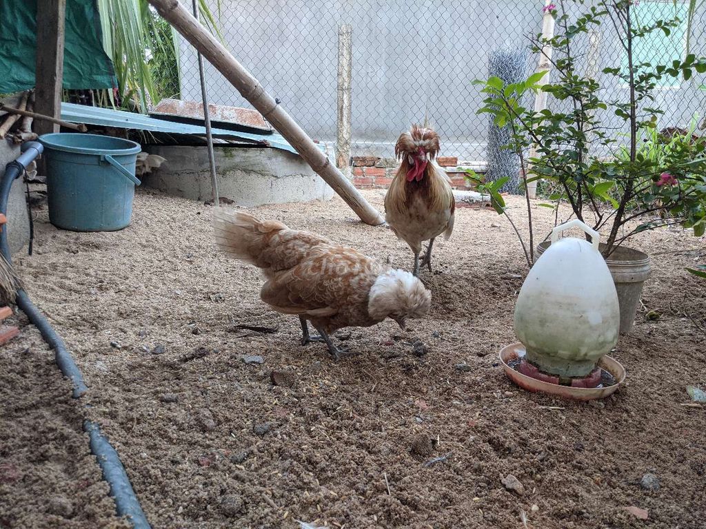 Gà bạc má sinh sản tốt. Mua bán Gà tại Huyện Tây Sơn Bình Định được đăng bởi bo tit hình 1