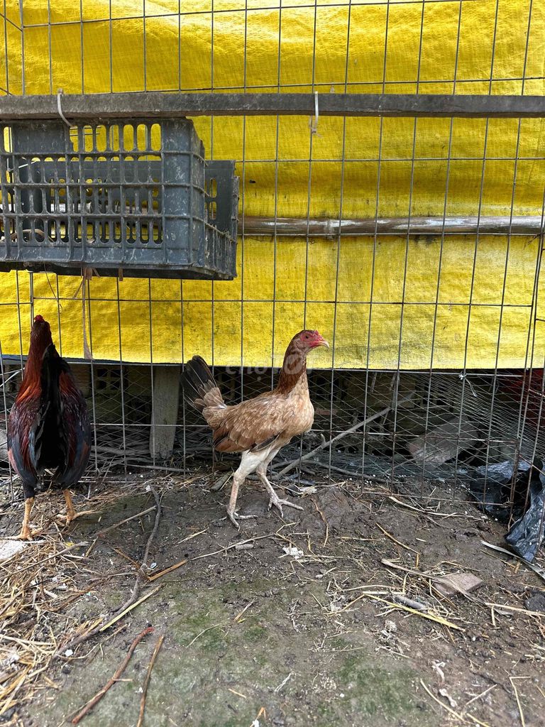 Gà Asil Mỹ mái qua 2 lứa. Mua bán Gà tại Quận Cái Răng Cần Thơ được đăng bởi Trần Hoài Khang hình 1