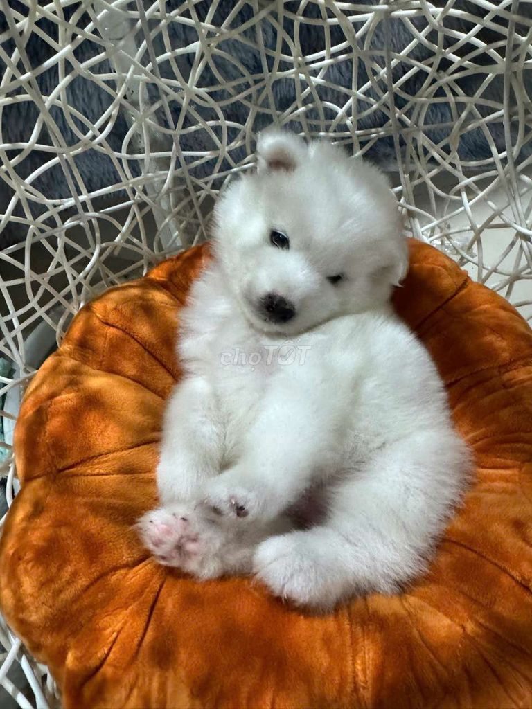 Đàn samoyed thuần chủng