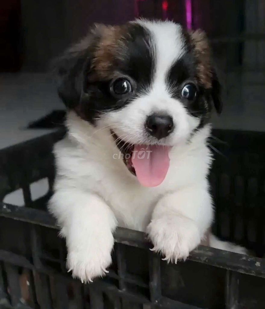 Chó pom x nhật mini size 64 ngày. Mua bán Chó tại Quận Bình Tân Tp Hồ Chí Minh được đăng bởi Minh nguyễn  hình 3