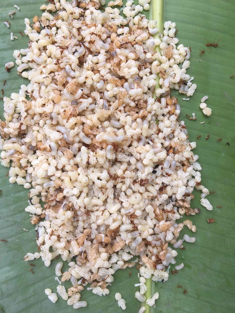 Trứng kiến vàng loại to 100g 50k. Mua bán Phụ kiện, Thức ăn, Dịch vụ tại Quận Bình Thuỷ Cần Thơ được đăng bởi Pham Trong hình 1