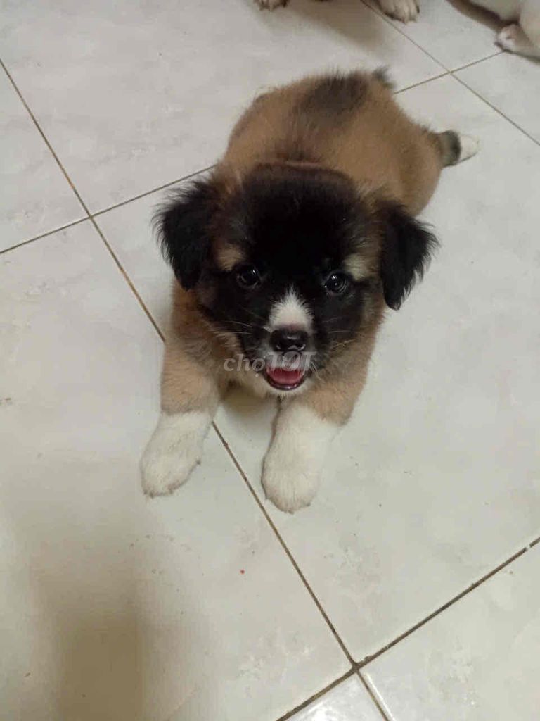 Chó lai Phốc nhỏ. Mua bán Chó tại Huyện Hòa Thành Tây Ninh được đăng bởi Bùi Thích hình 1