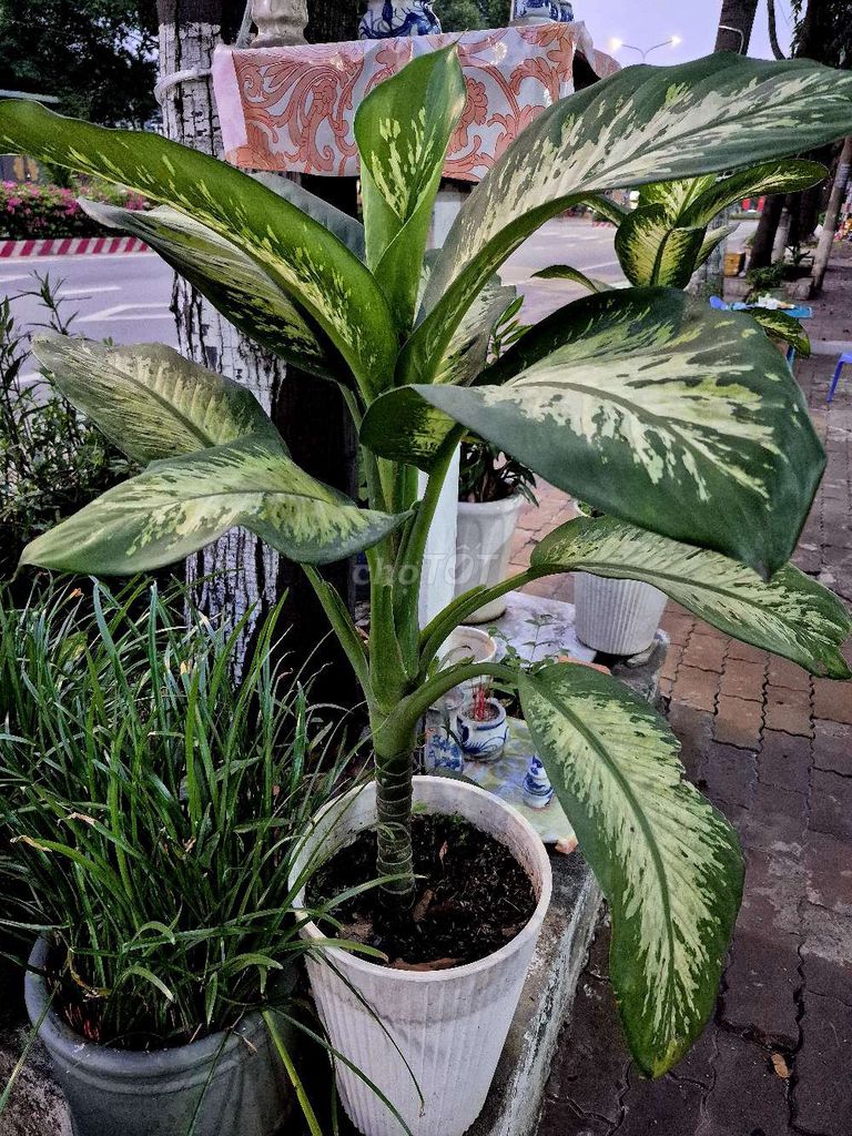 Cây Vạn Niên Thanh Xanh lá Trắng. Mua bán Cây cảnh, đồ trang trí tại Thành phố Thủ Dầu Một Bình Dương được đăng bởi Nguyễn Mạnh Phát hình 1