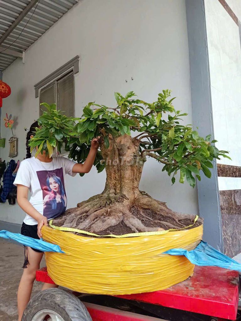 Mai vàng cao 65cm tán 1m. Mua bán Cây cảnh, đồ trang trí tại Huyện Tam Bình Vĩnh Long được đăng bởi canh hình 1