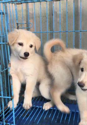 chó lai Nhật Long xù nhỏ con