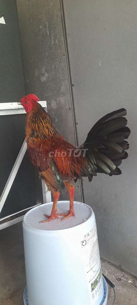 Kupan 1ki5. Mua bán Gà tại Huyện Phong Điền Cần Thơ được đăng bởi Hổ GÀ TRE hình 1