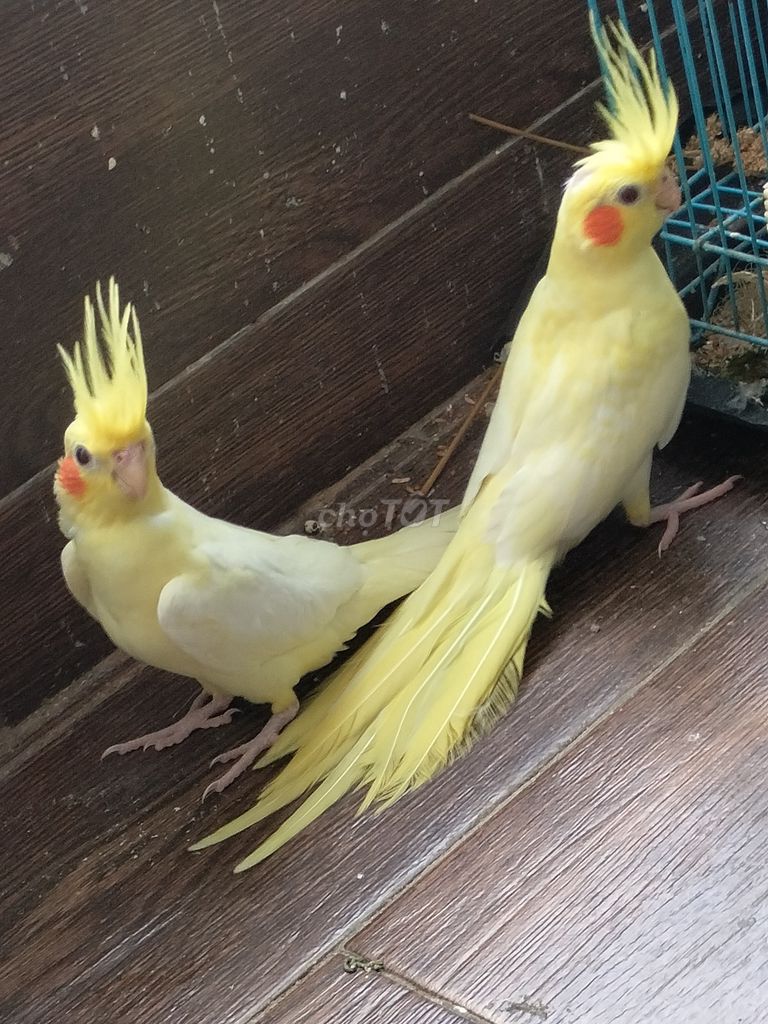 Vẹt Cockatiel nhà nuôi