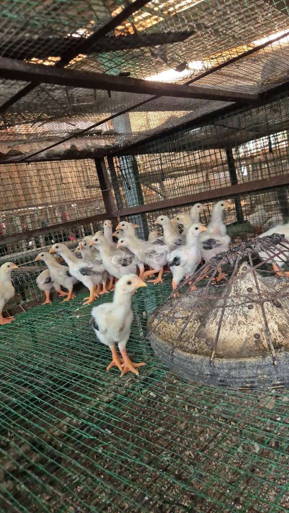 Gà Đông Tảo 20 ngày tuổi Khỏe mạnh. Mua bán Gà tại Huyện Hóc Môn Tp Hồ Chí Minh được đăng bởi phan hưng hình 1