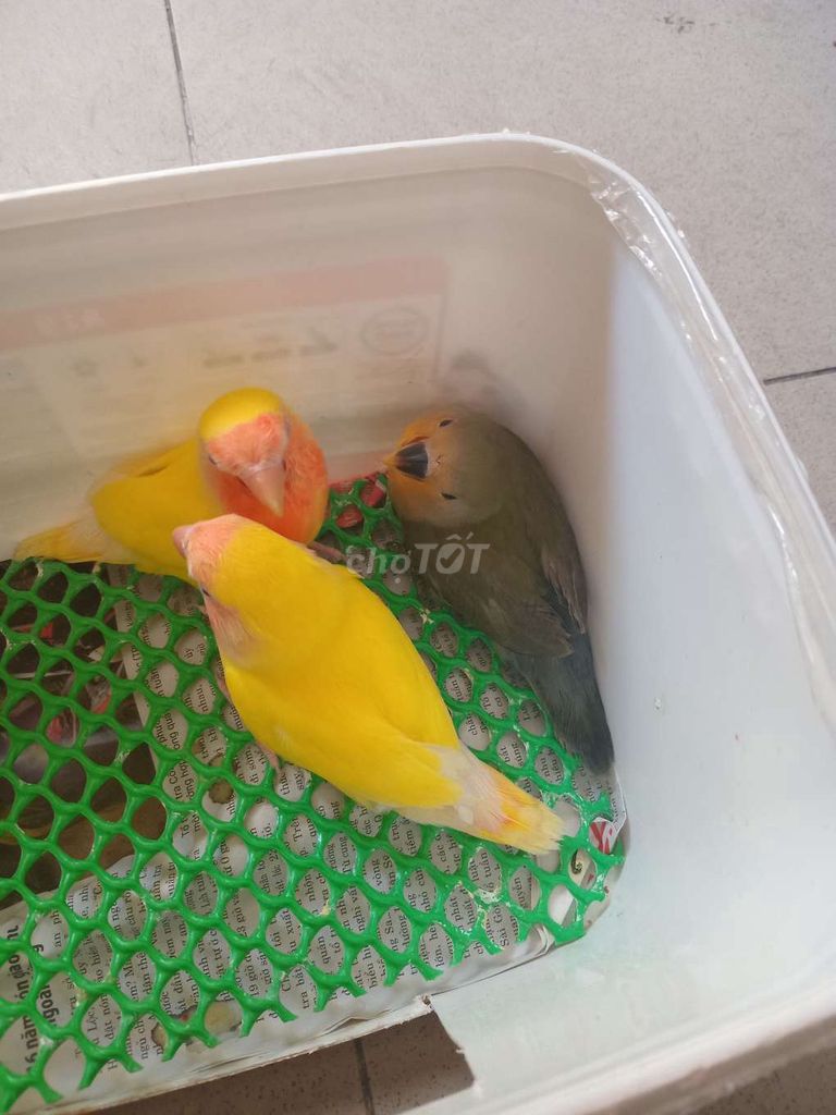Vẹt Lovebird Vàng Xám Hơn 1 tháng Ngoan hiền. Mua bán Chim tại Quận Bình Thạnh Tp Hồ Chí Minh được đăng bởi luan Nguyen  hình 1