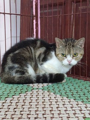 Mèo Bi Dưa Cái Đen trắng vằn