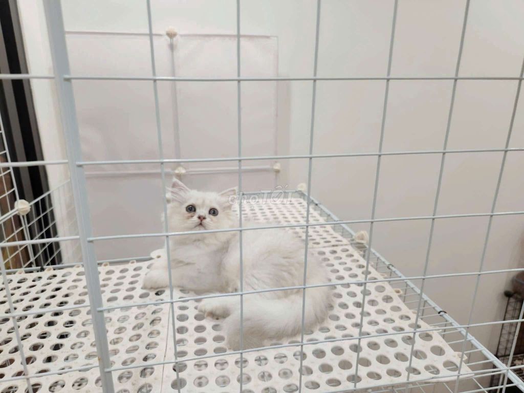 mèo Anh pet tìm ba mẹ. Mua bán Mèo tại Thành phố Thủ Đức Tp Hồ Chí Minh được đăng bởi Trang hình 5