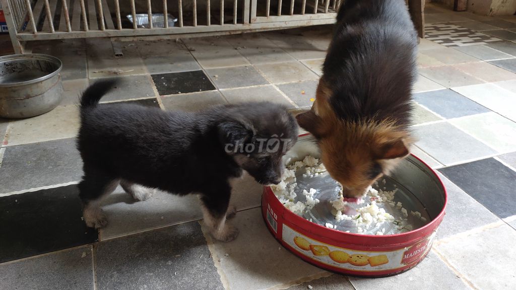 Tìm chủ mới cho chó con