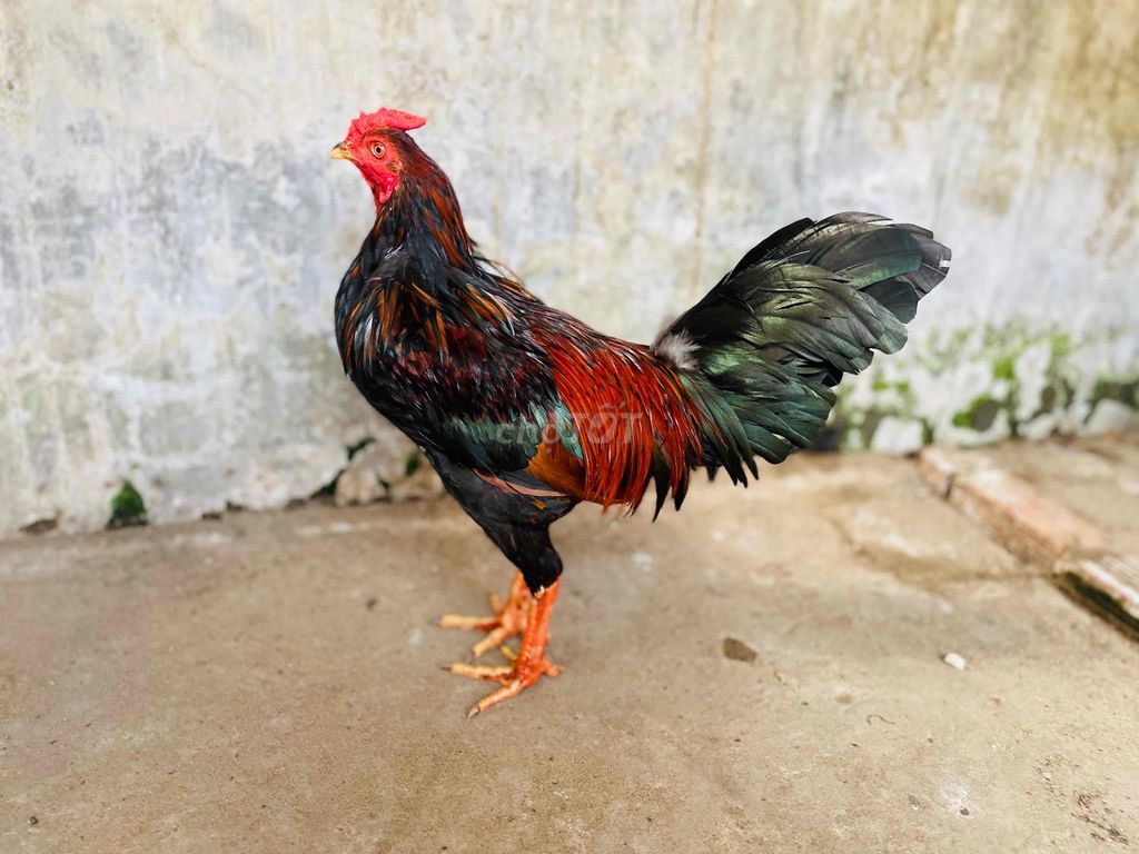 Gà chọi Đực 3kg Đen, đỏ, xanh. Mua bán Gà tại Thành phố Sa Đéc Đồng Tháp được đăng bởi Ht Gà  hình 1