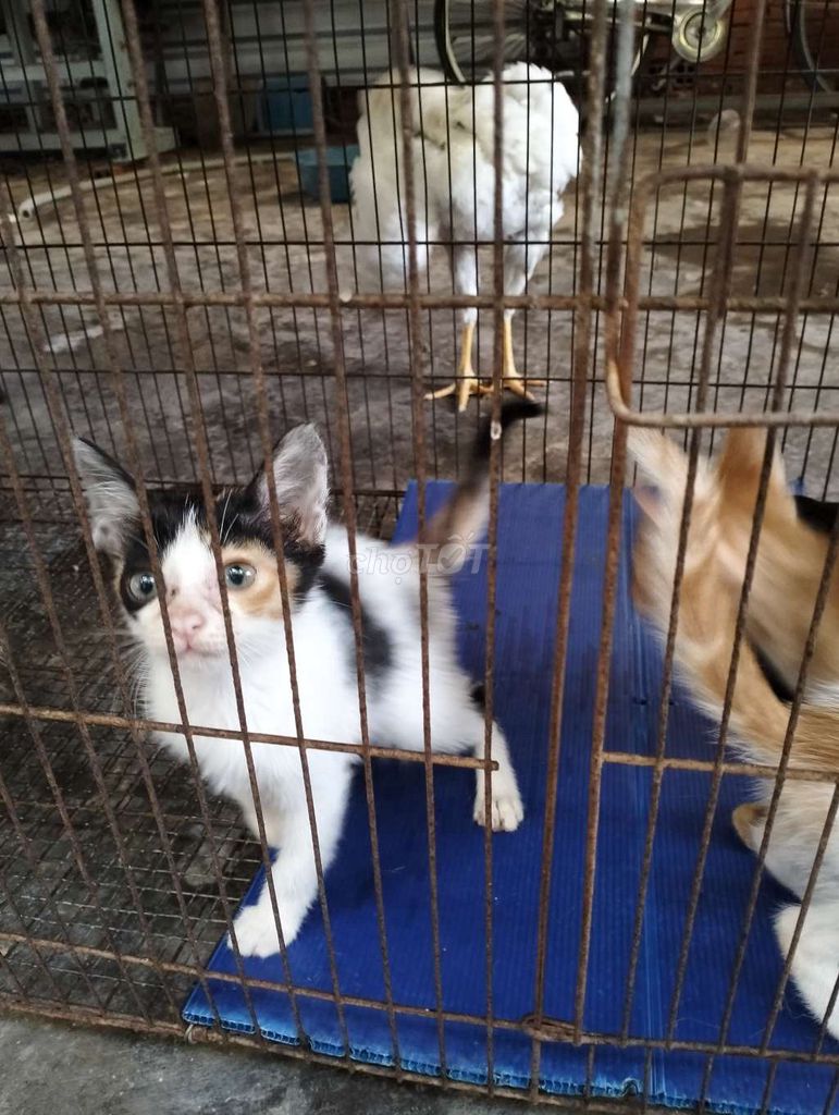 Mèo Tam thể vàng trắng cái lanh lợi. Mua bán Mèo tại Huyện Hóc Môn Tp Hồ Chí Minh được đăng bởi Hạ Thương hình 1
