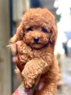 Chó Poodle Tiny thuần chủng, nhà sinh sản