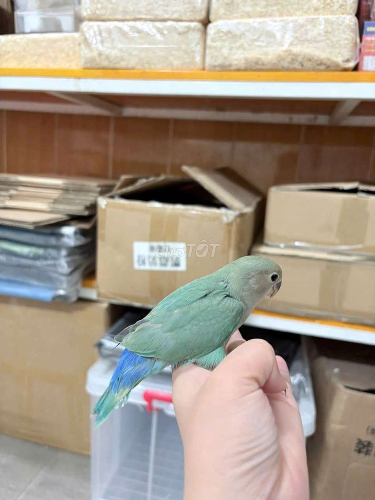 Chim cảnh Xanh lam Tốt. Mua bán Chim tại Quận Cầu Giấy Hà Nội được đăng bởi Shop chim vẹt  hình 1
