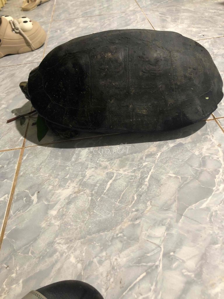 ko điều kiện nuôi nữa 9,2kg. Mua bán Thú cưng khác tại Huyện Bình Tân Vĩnh Long được đăng bởi Tuấn Cường hình 1