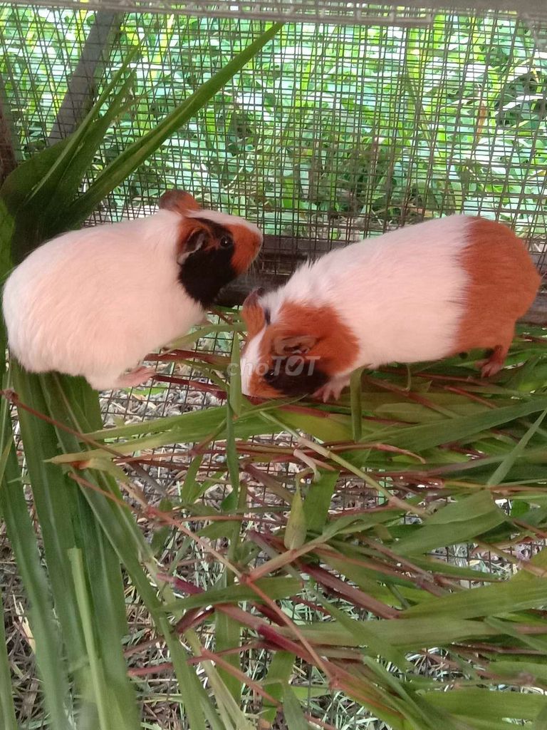 Bọ ú Việt Nam. Mua bán Thú cưng khác tại Huyện Cái Bè Tiền Giang được đăng bởi Bọ Ú Vườn thú tại home  hình 1