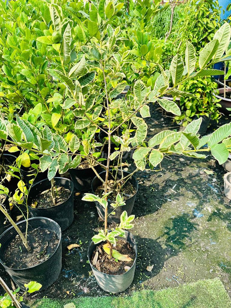 Ổi Cẩm Thạch cây khoẻ đẹp đang trái nhiều. Mua bán Cây cảnh, đồ trang trí tại Quận Gò Vấp Tp Hồ Chí Minh được đăng bởi Vườn Kiểng Nhà Nị Ny hình 1