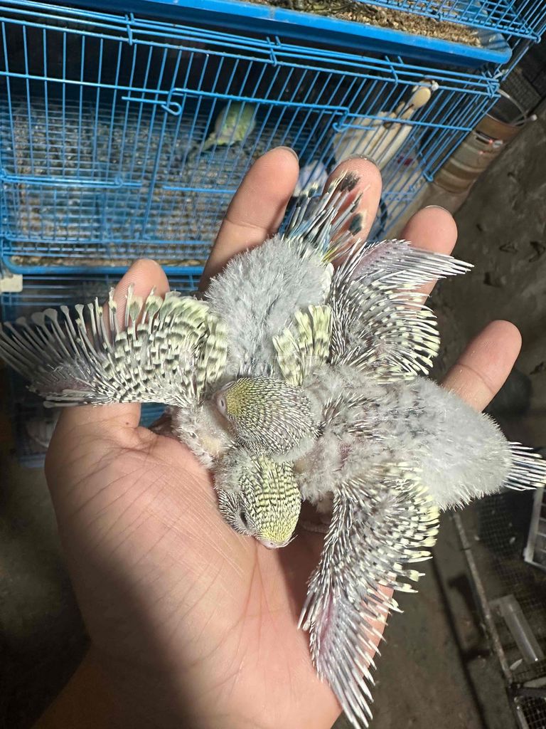 Chim Yến phụng Hà Lan non. Mua bán Chim tại Huyện Trần Đề Sóc Trăng được đăng bởi Khang hình 1