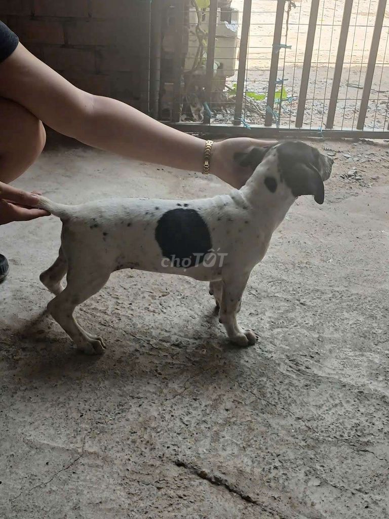 Chó Lạp xưởng f1 cái. Mua bán Chó tại Thành phố Dĩ An Bình Dương được đăng bởi Pet shop dĩ an hình 1