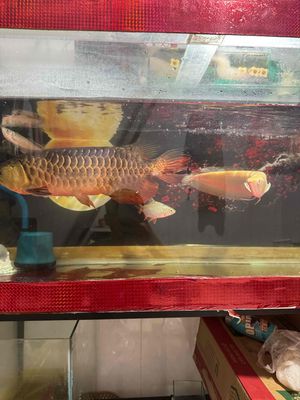 bây gấp về quê có fit mạnh. Mua bán Thú cưng khác tại Quận Bình Tân Tp Hồ Chí Minh được đăng bởi duy anh